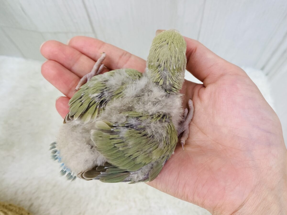 コザクラインコ（小桜インコ）