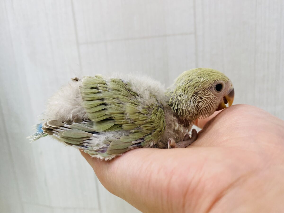 コザクラインコ（小桜インコ）