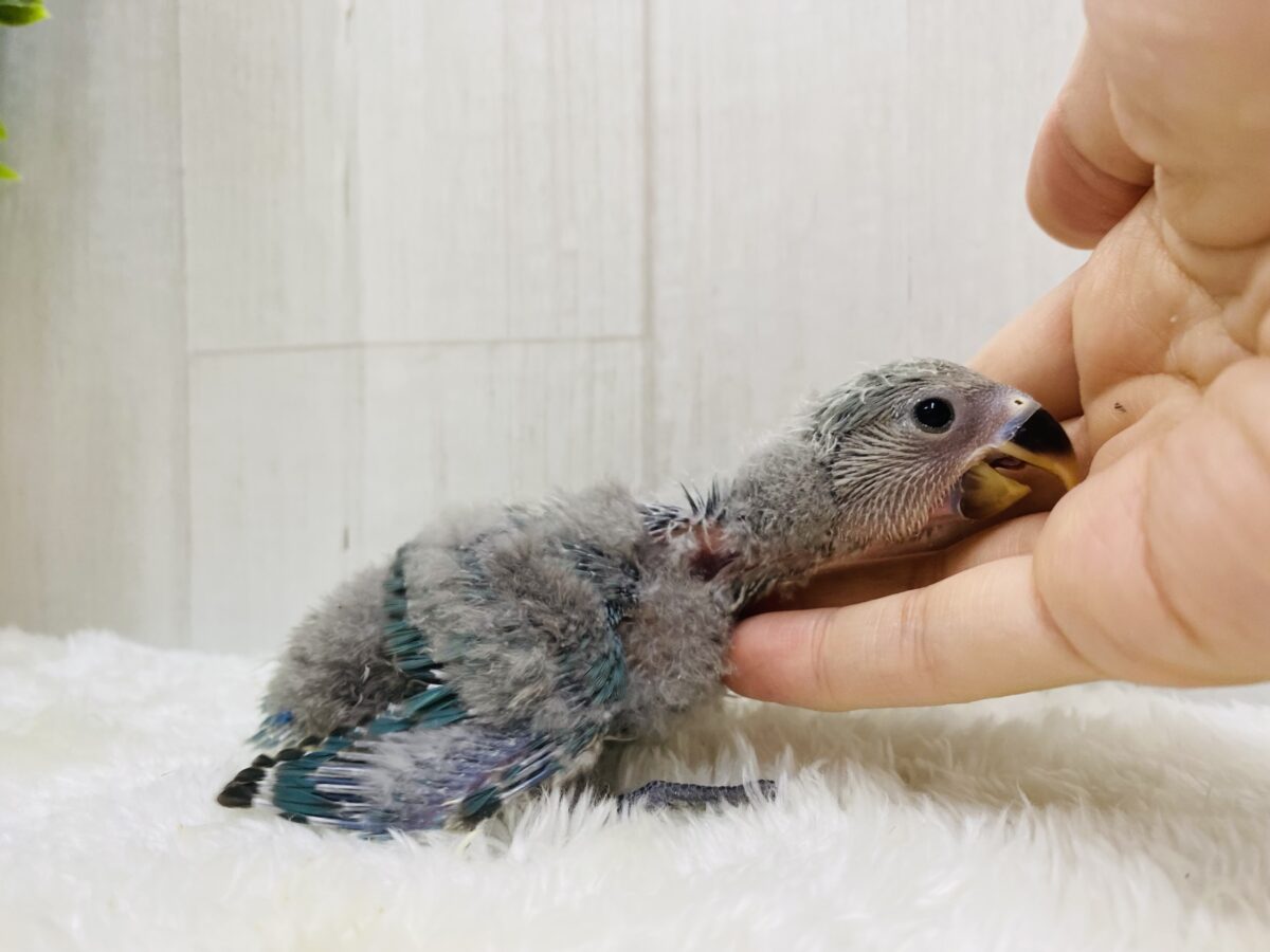 羽色はこれからのお楽しみ〜✨コザクラインコ(ブルーチェリー)💙 コザクラインコ(小桜インコ)