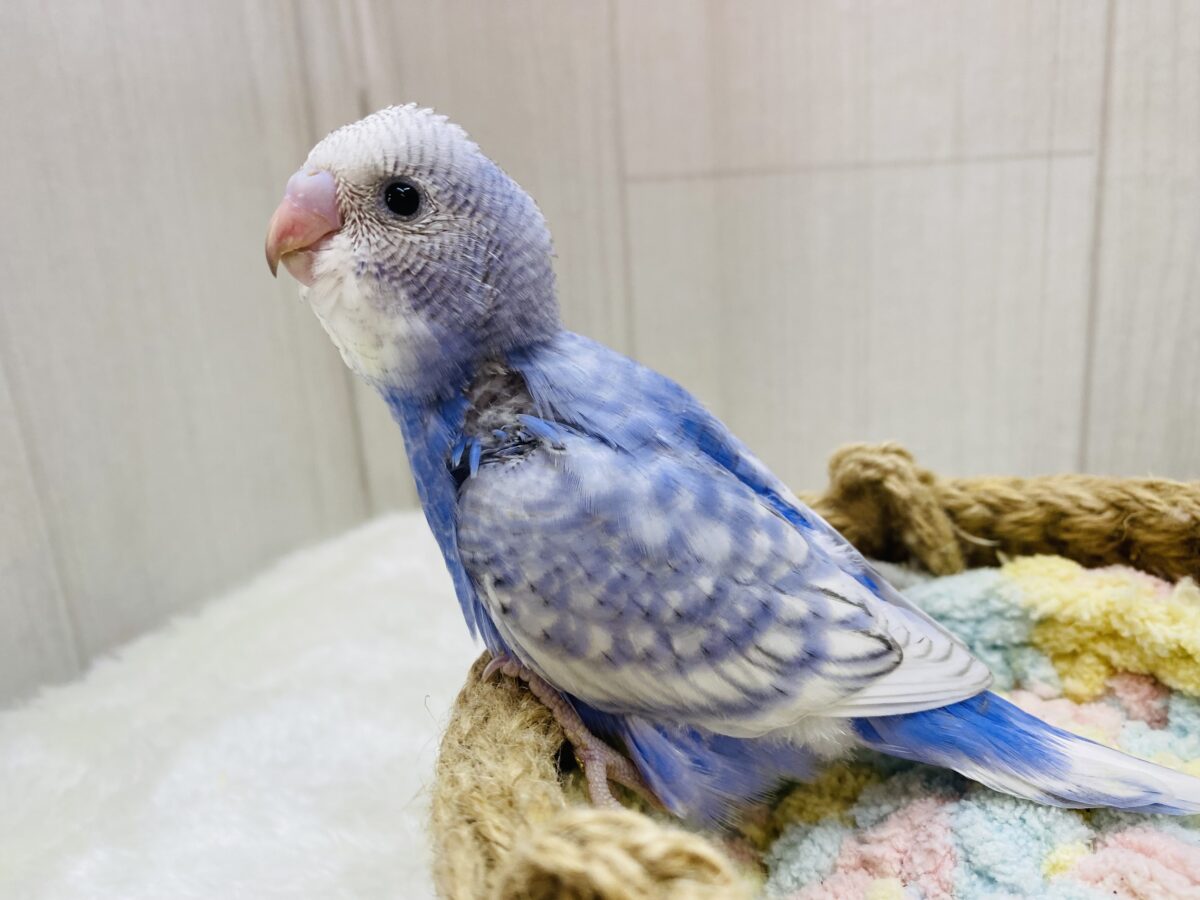 ほわ〜ん🫧優しさ溢れる🩵セキセイインコスパングル セキセイインコ
