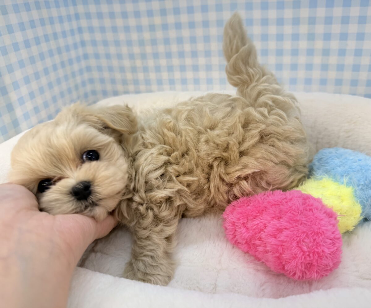 ふわふわ☁️甘えん坊くんなマルプーくん マルプー