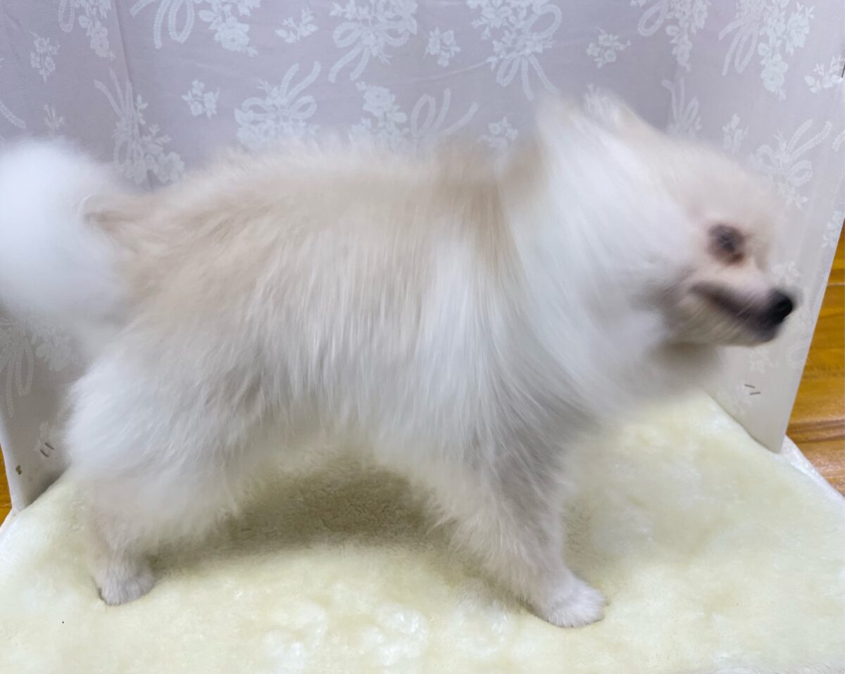 ポメラニアン