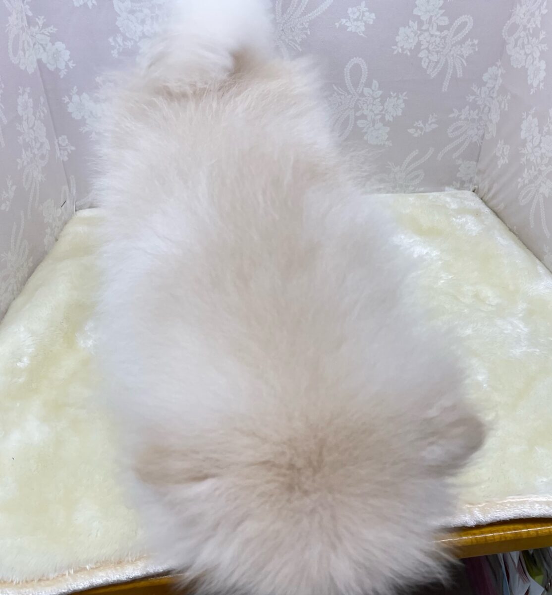 ポメラニアン