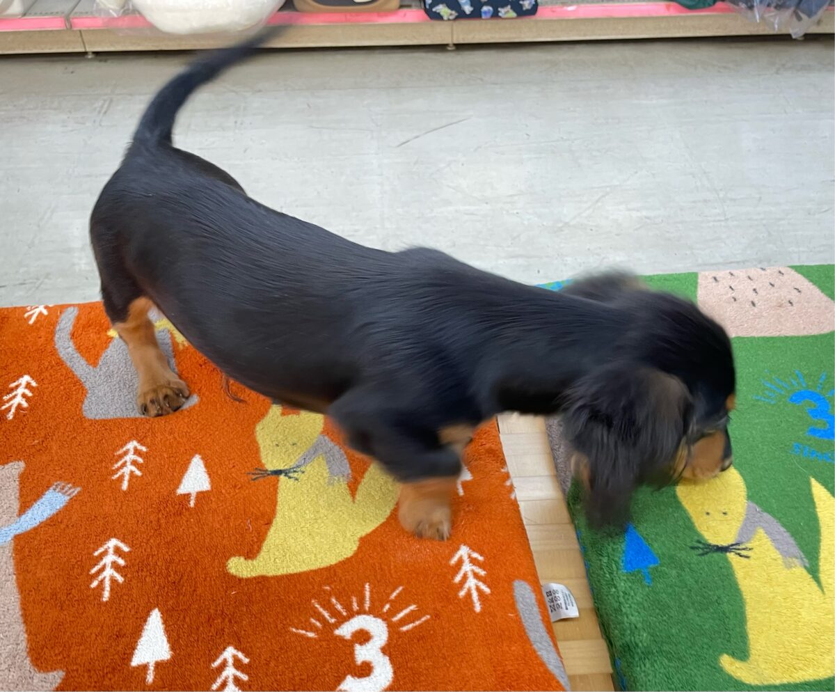 カニンヘンダックス