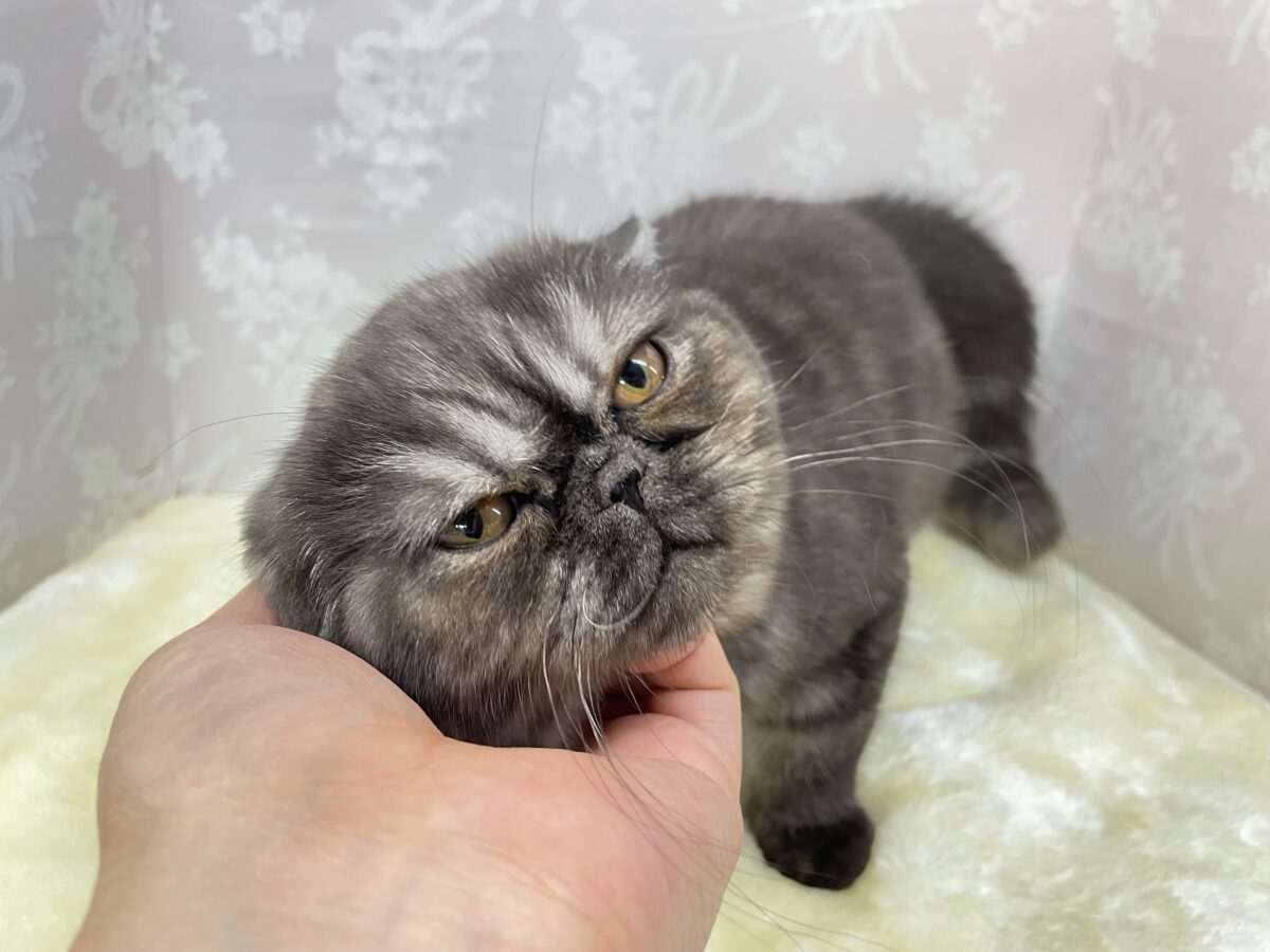 エキゾチック