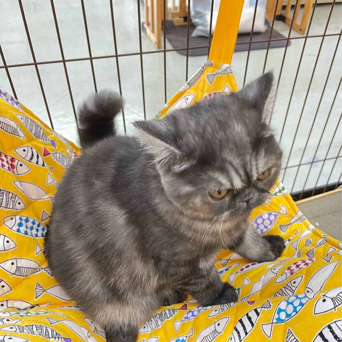 エキゾチック