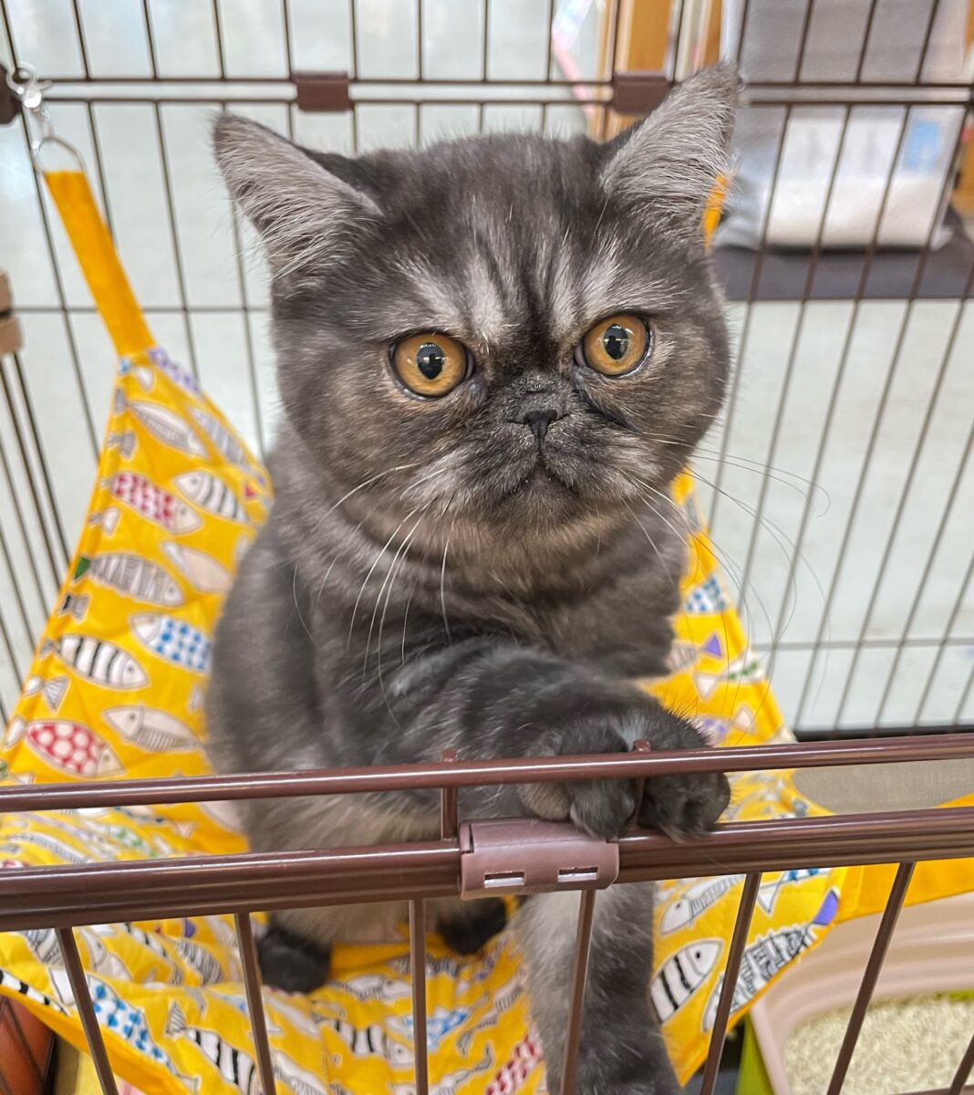 エキゾチック