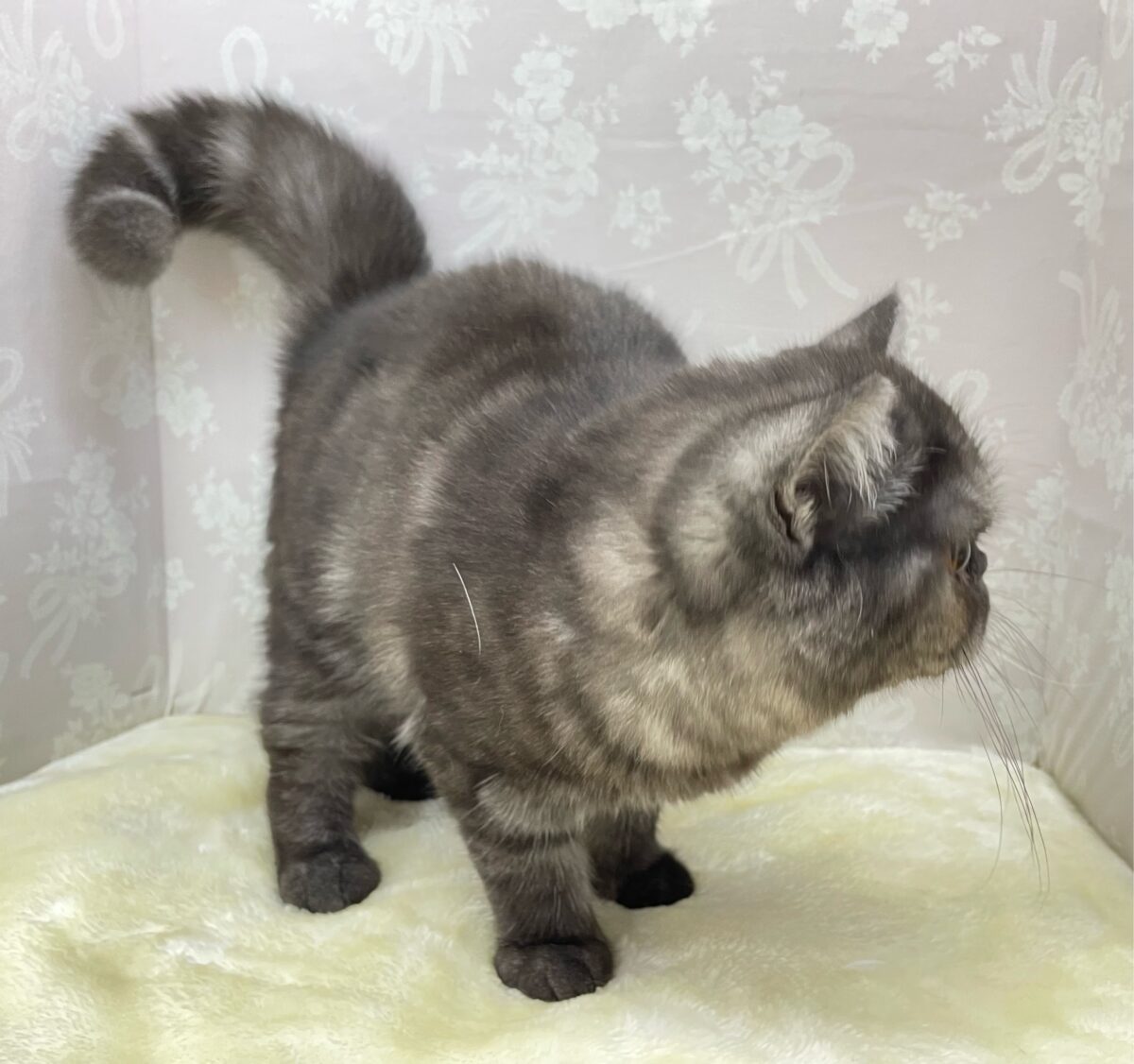 エキゾチック