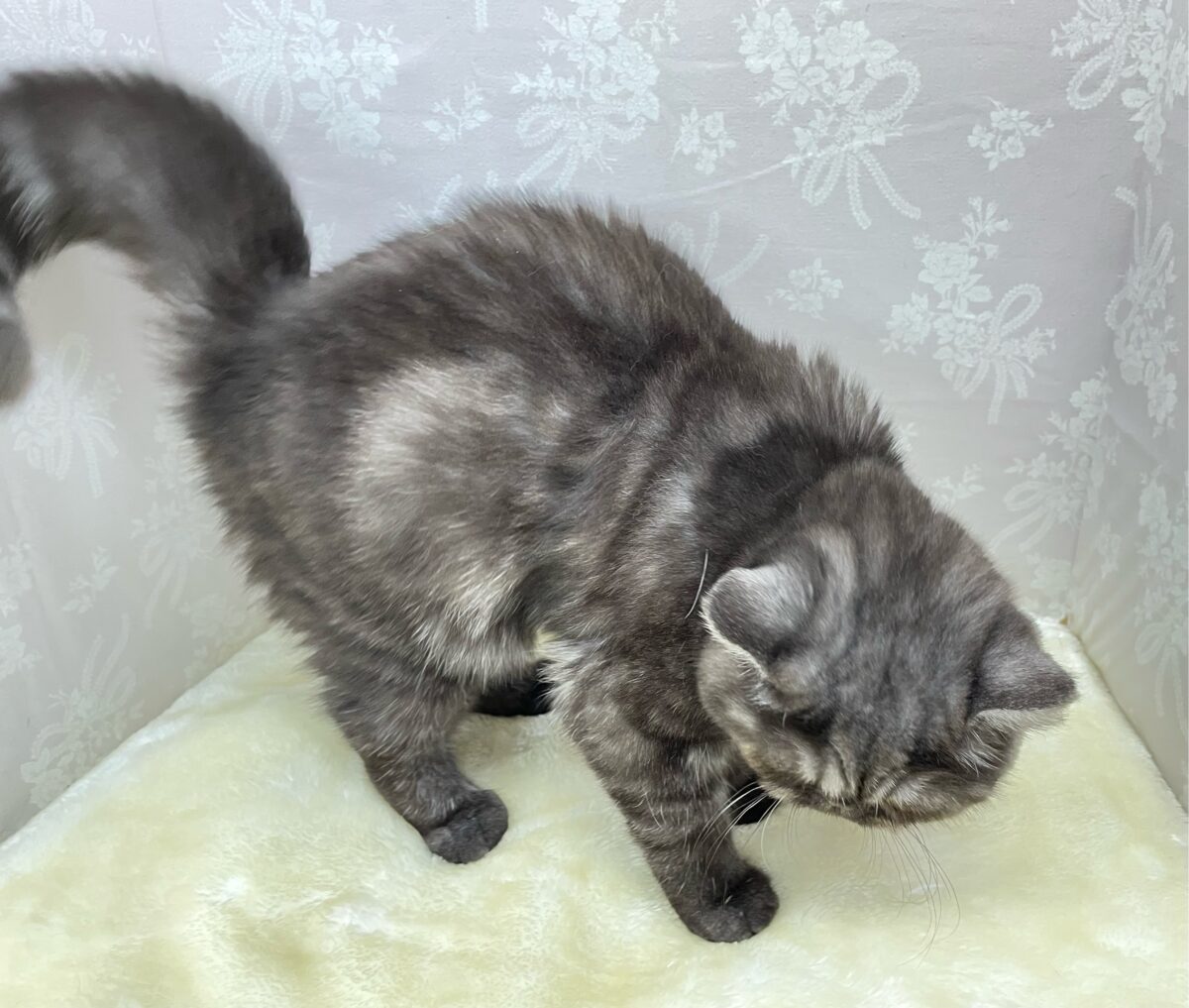 エキゾチック