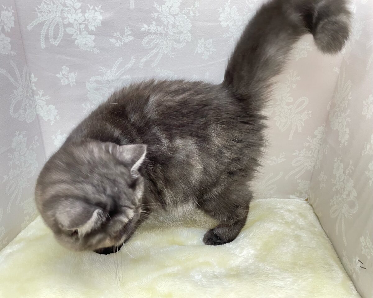 エキゾチック