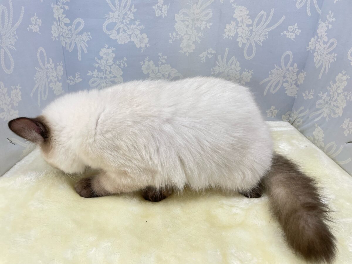 ブリティッシュショートヘア