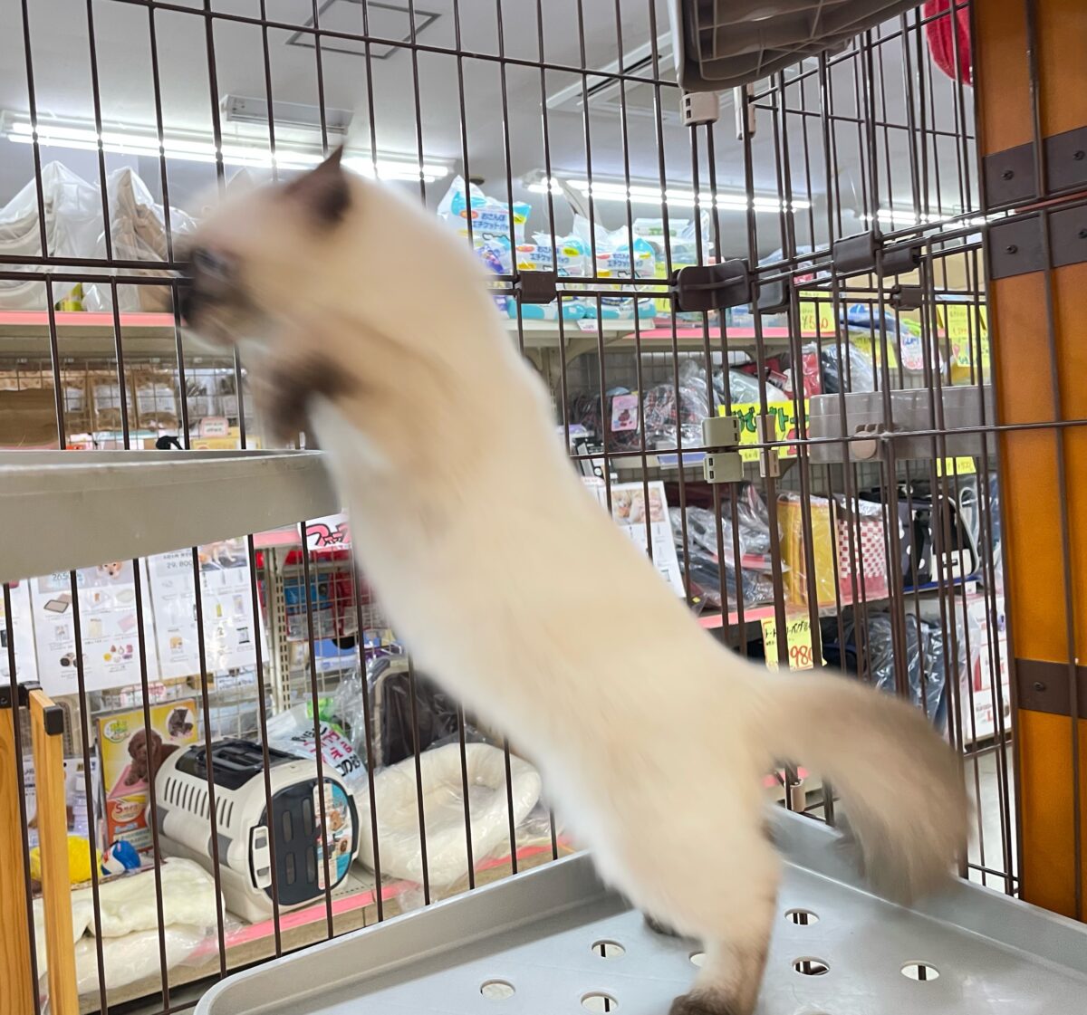 ブリティッシュショートヘア