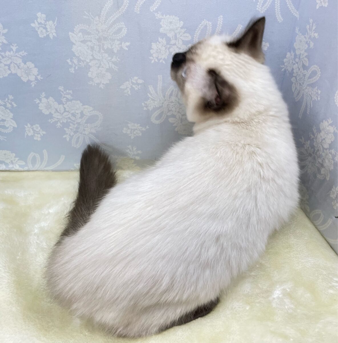 ブリティッシュショートヘア