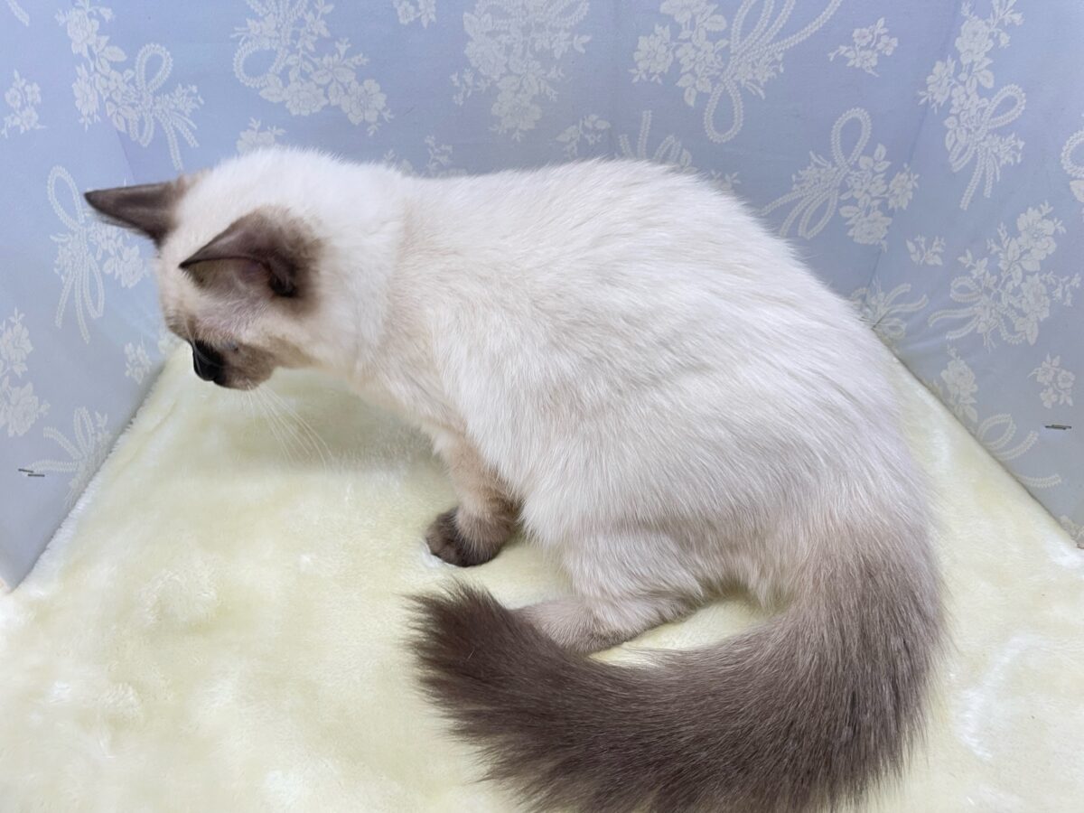 ブリティッシュショートヘア