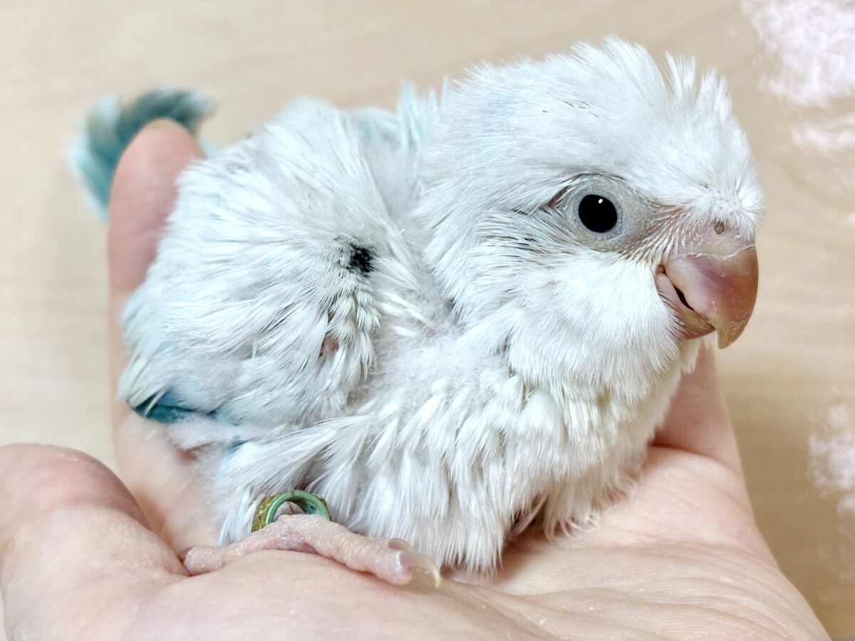 オキナインコ
