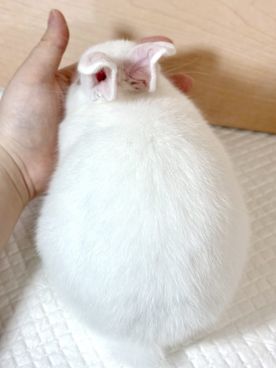 ドワーフホト ミスカラー 女の子 🤍☁️🫧🤎 ドワーフホト