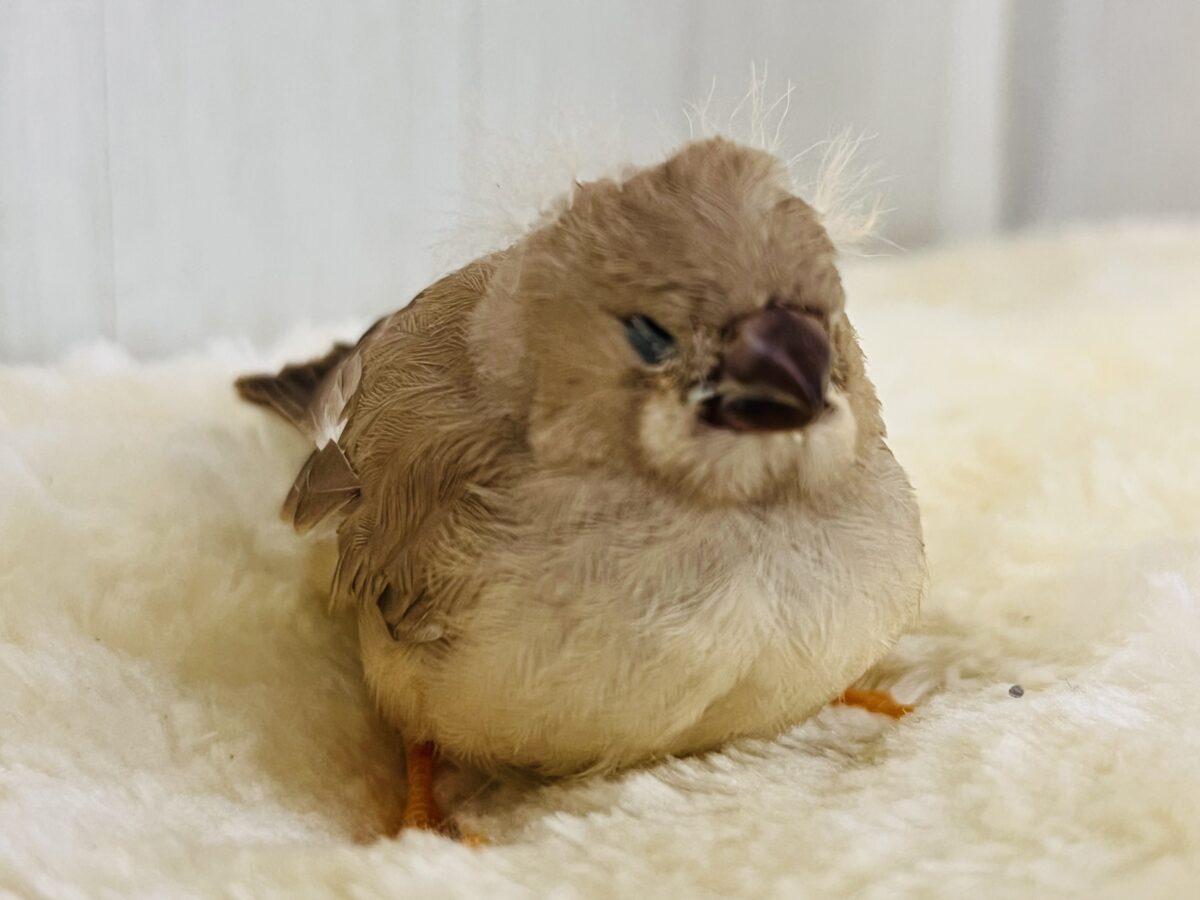 電波受信中〜?📡💡パヤッち♡ジャンボキンカチョウ入舎しましたよ!🌟 ジャンボキンカチョウ