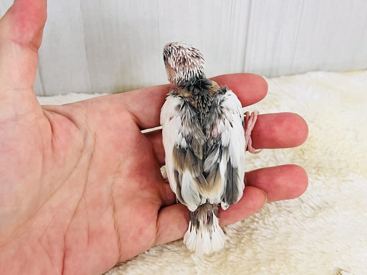 色変わり文鳥