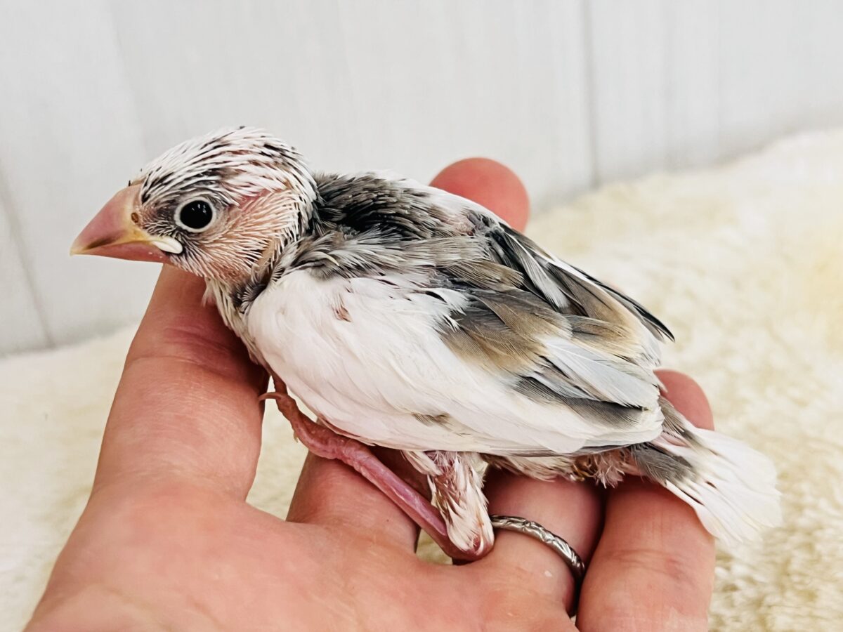色変わり文鳥
