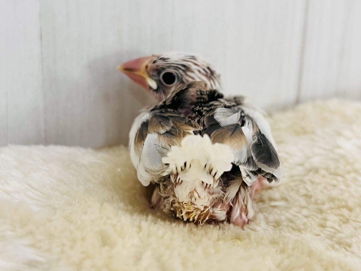 これは!!ビビッと❤️謎大き🌀個性派文鳥🪽 色変わり文鳥