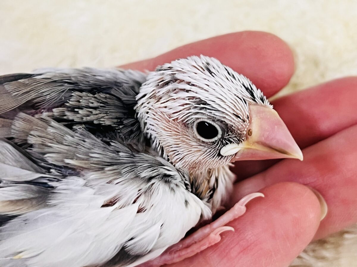 色変わり文鳥