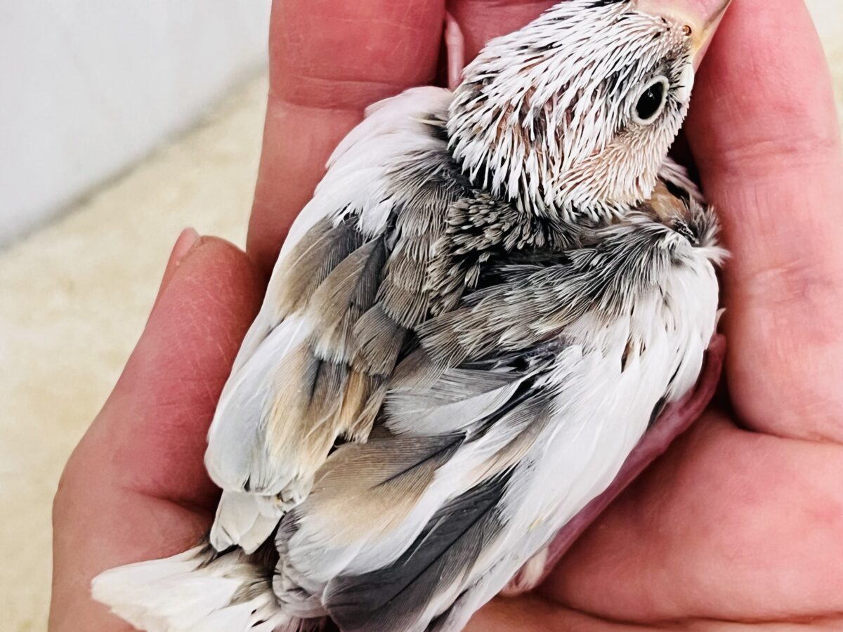 これは!!ビビッと❤️謎大き🌀個性派文鳥🪽 色変わり文鳥