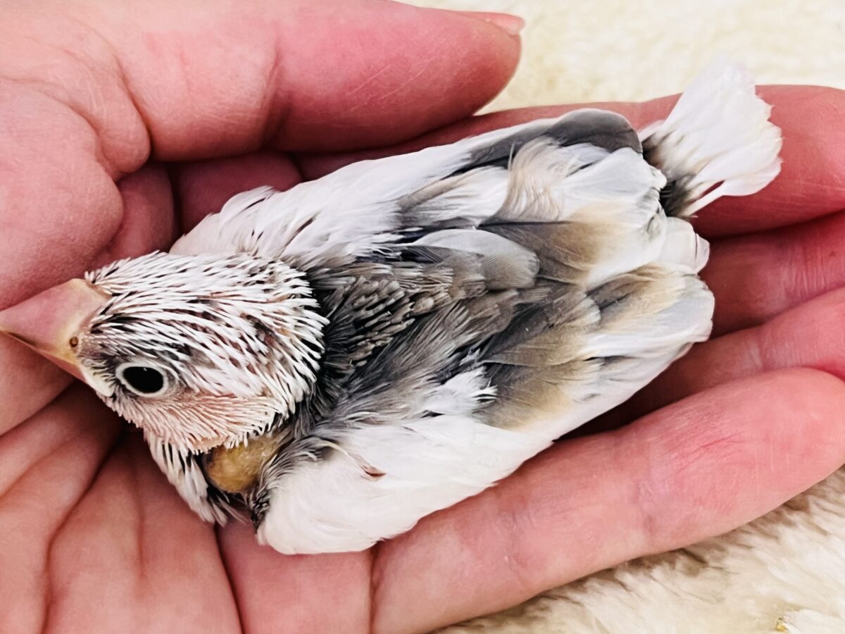 これは!!ビビッと❤️謎大き🌀個性派文鳥🪽 色変わり文鳥