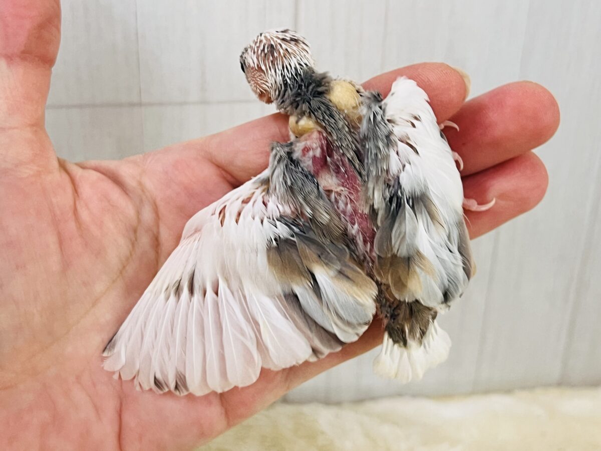 これは!!ビビッと❤️謎大き🌀個性派文鳥🪽 色変わり文鳥