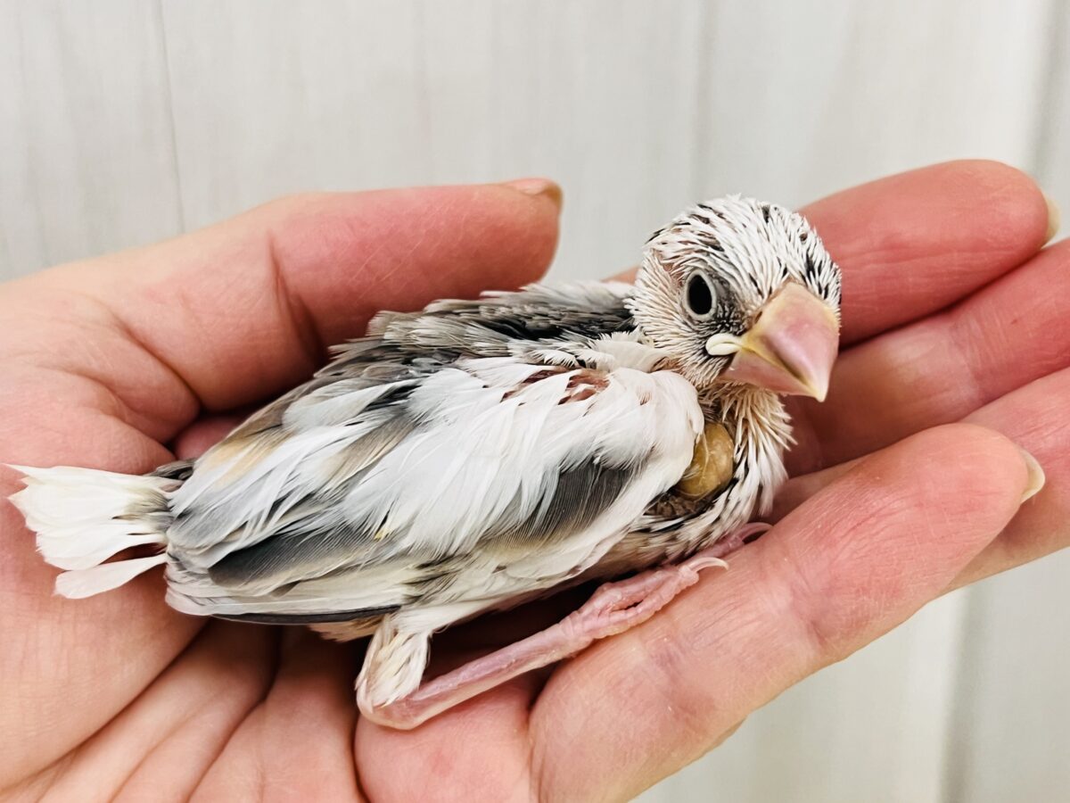 色変わり文鳥