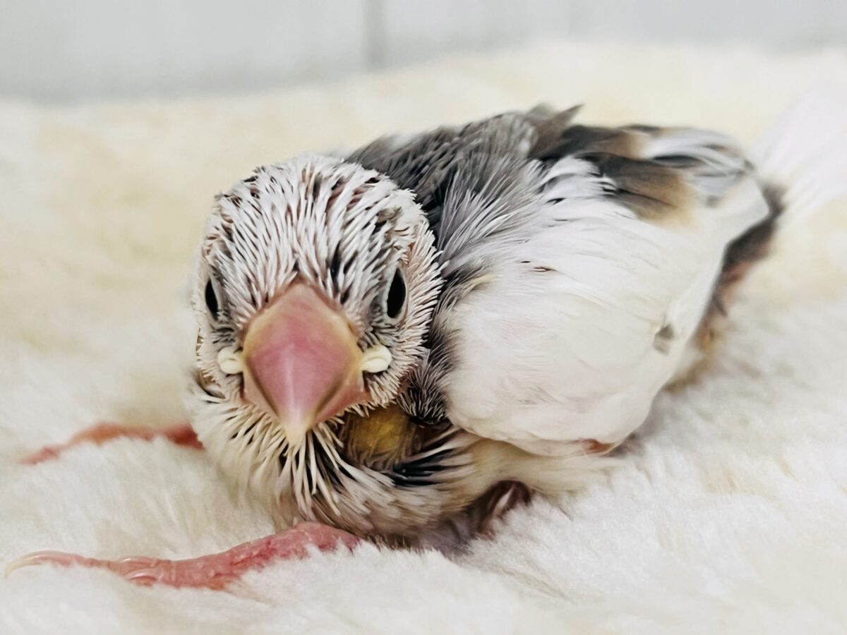 これは!!ビビッと❤️謎大き🌀個性派文鳥🪽 色変わり文鳥