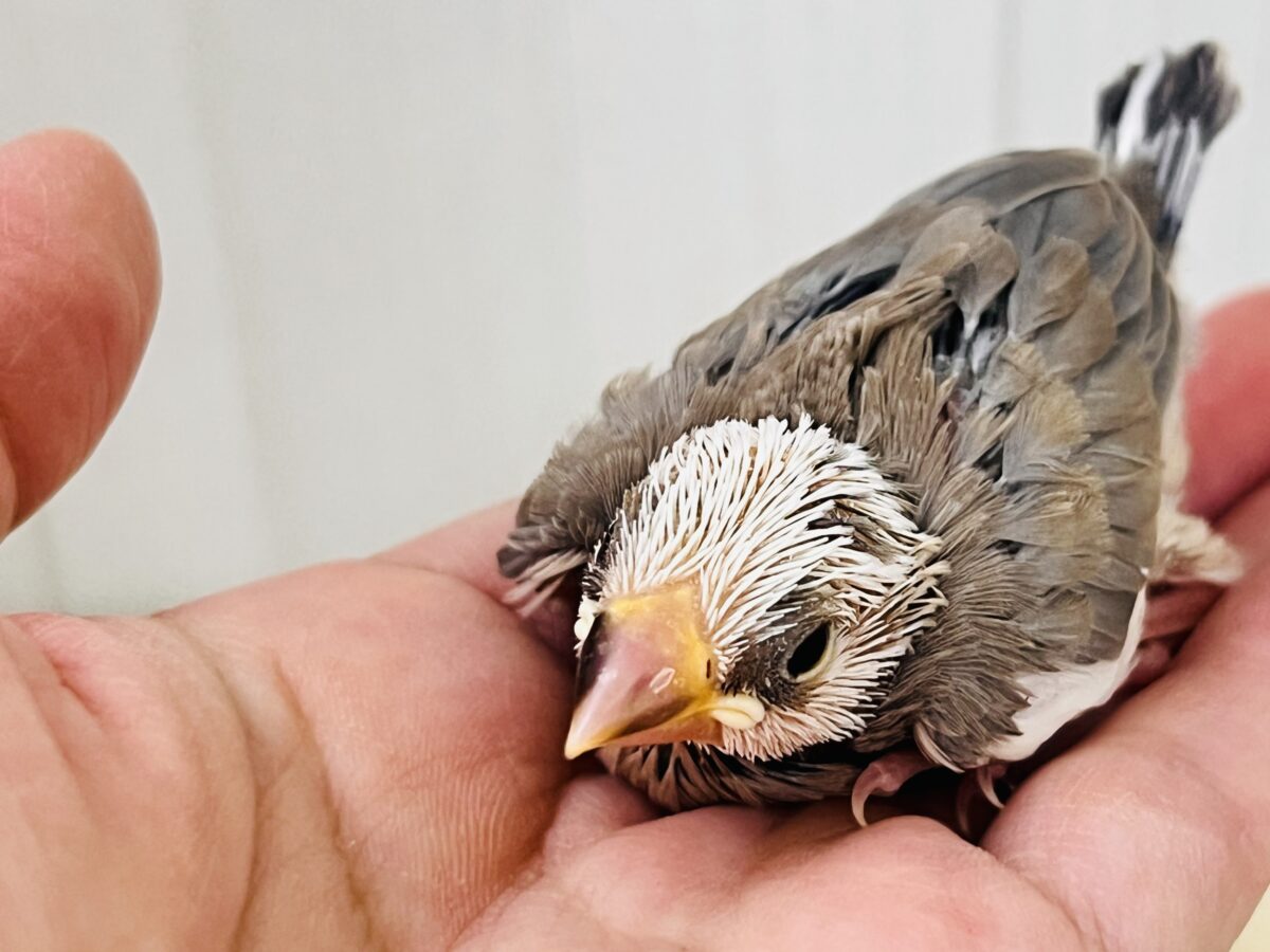 激レア‼︎素顔は白マスクの中⁉️色変わり文鳥です🌟 色変わり文鳥