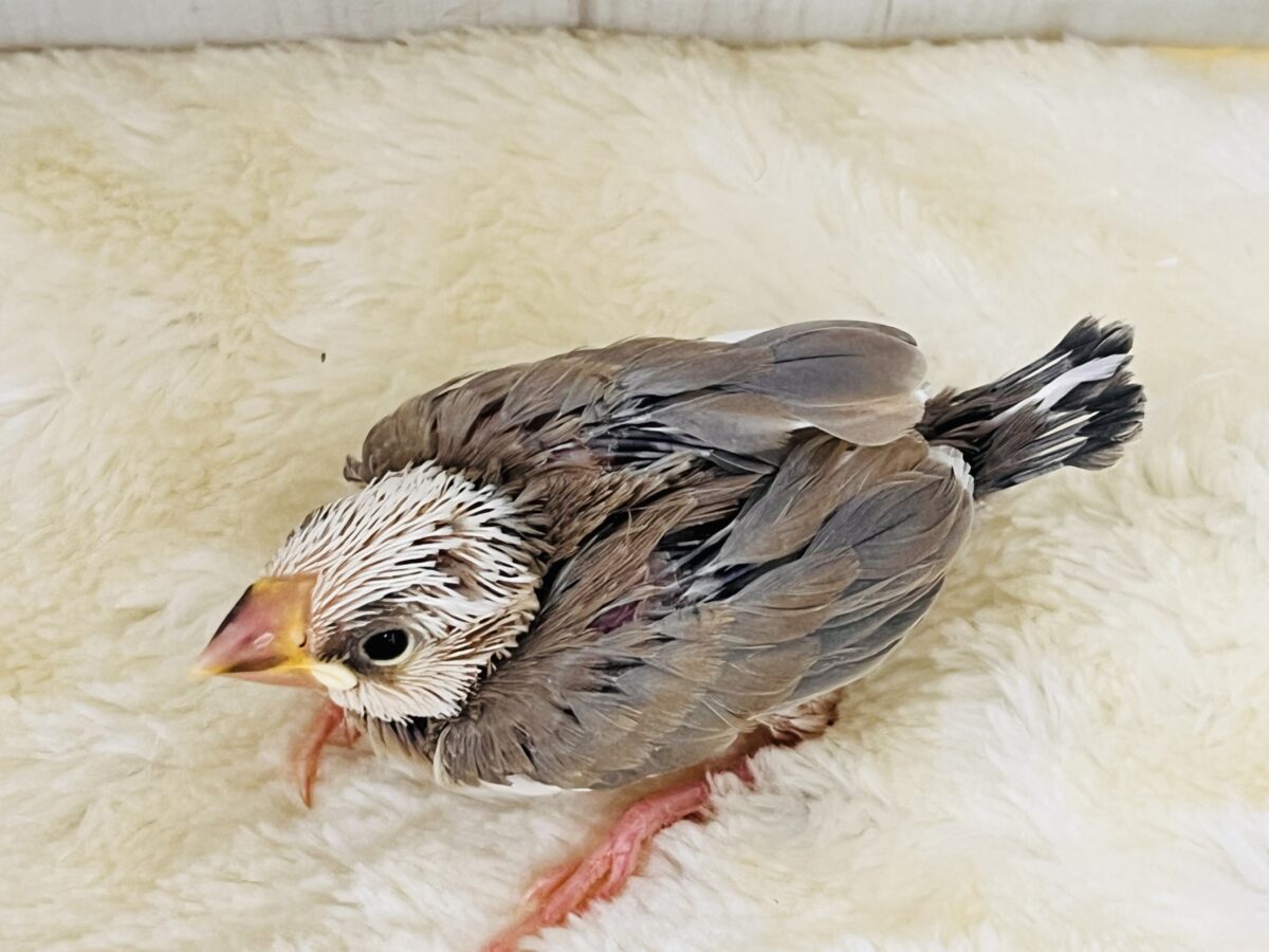 激レア‼︎素顔は白マスクの中⁉️色変わり文鳥です🌟 色変わり文鳥