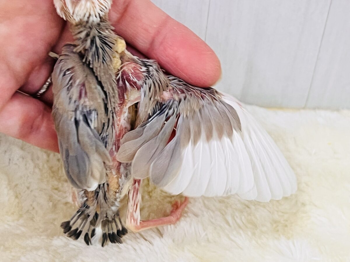色変わり文鳥