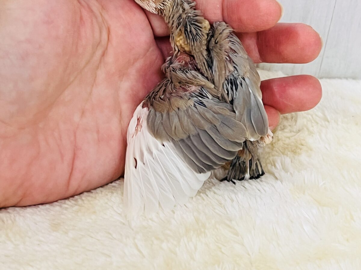 激レア‼︎素顔は白マスクの中⁉️色変わり文鳥です🌟 色変わり文鳥