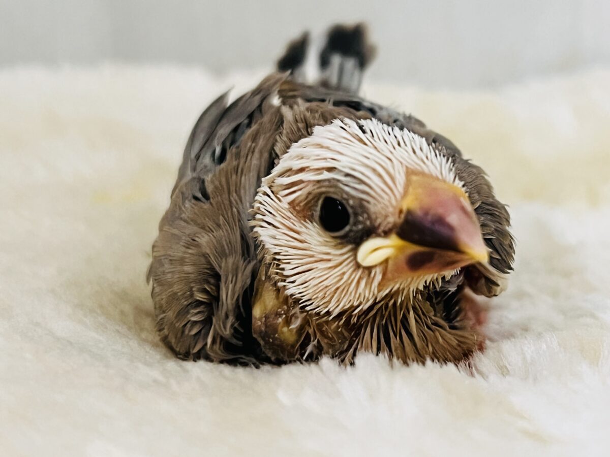 激レア‼︎素顔は白マスクの中⁉️色変わり文鳥です🌟 色変わり文鳥