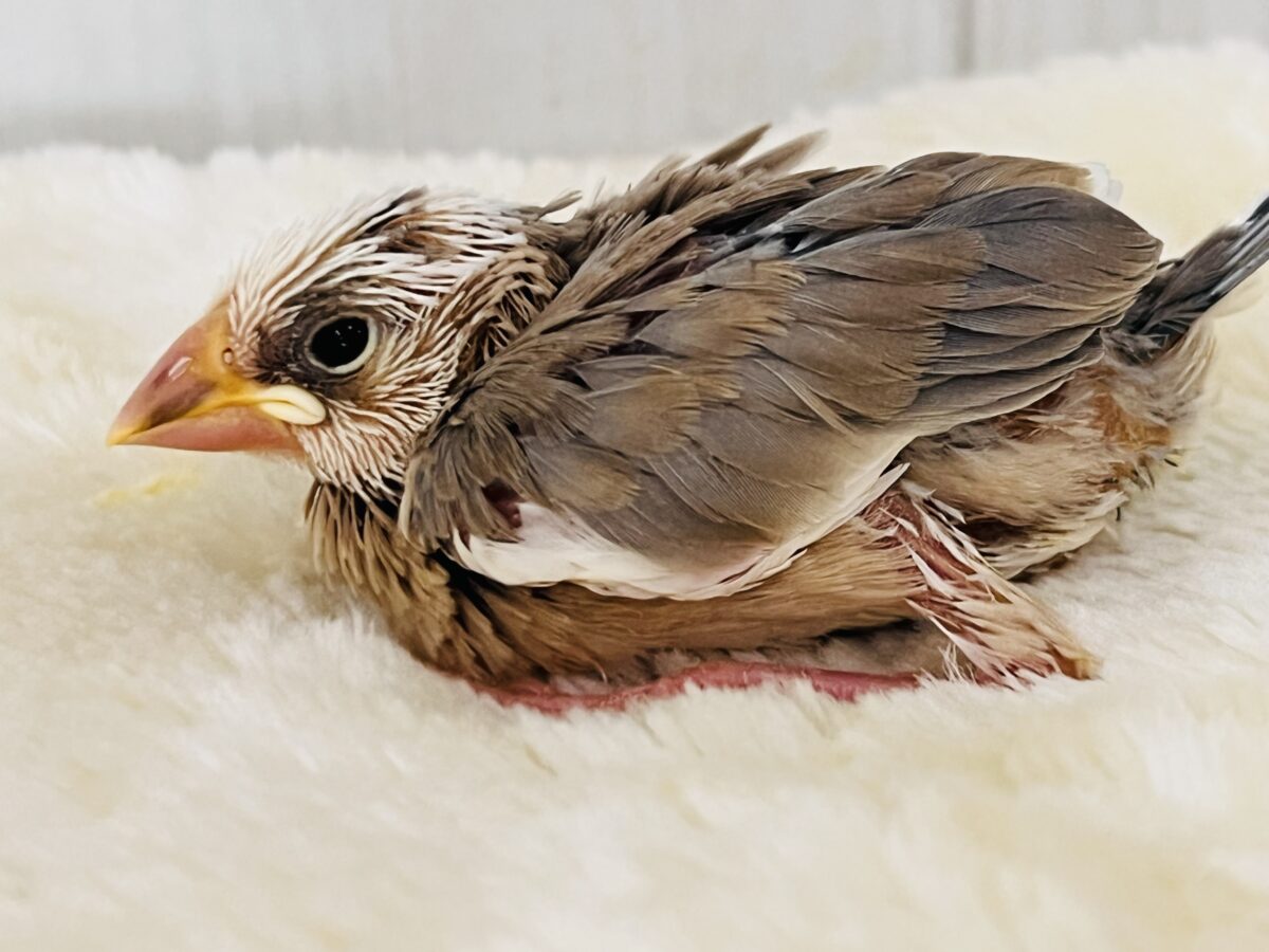 色変わり文鳥