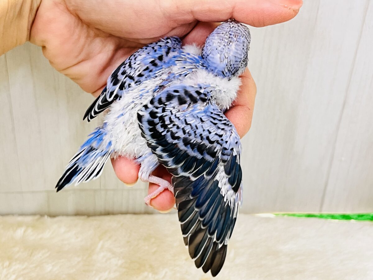 濃い濃い💙美しいサファイアブルー💎セキセイインコ(ブルーオパーリン ) セキセイインコ