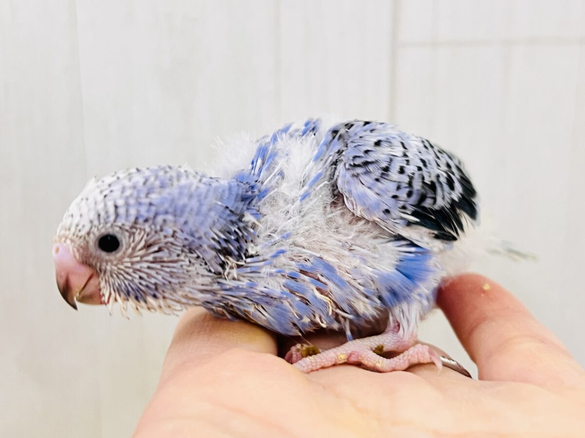 濃い濃い💙美しいサファイアブルー💎セキセイインコ(ブルーオパーリン ) セキセイインコ