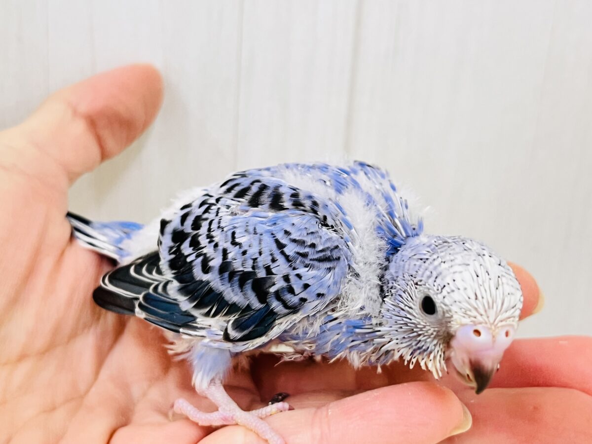 濃い濃い💙美しいサファイアブルー💎セキセイインコ(ブルーオパーリン ) セキセイインコ