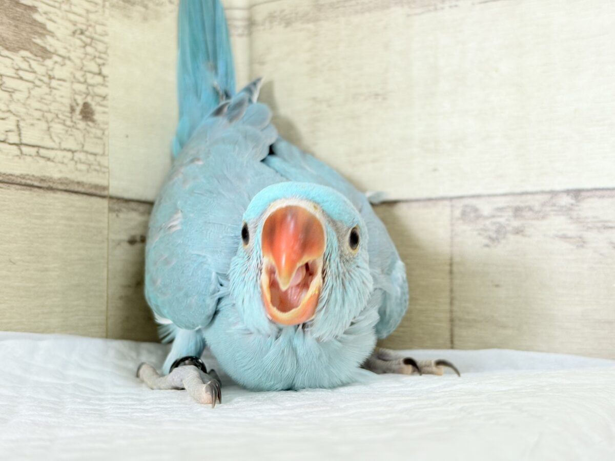 ヒナヒナフォルムはドラ〇もん!?🔔🩵ワカケホンセイインコ(ブルー) 男の子 ヒナ ワカケホンセイインコ(月の輪インコ)