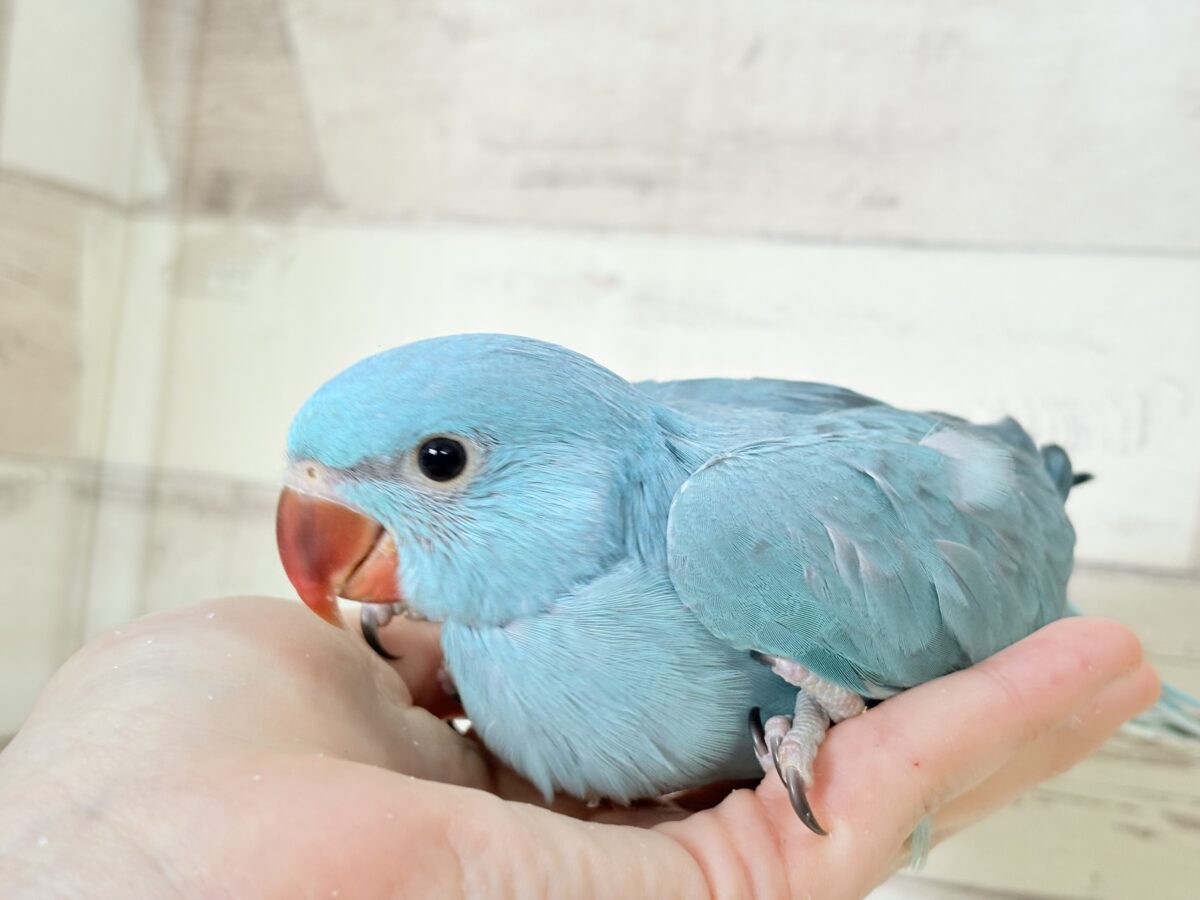ヒナヒナフォルムはドラ〇もん!?🔔🩵ワカケホンセイインコ(ブルー) 男の子 ヒナ ワカケホンセイインコ(月の輪インコ)