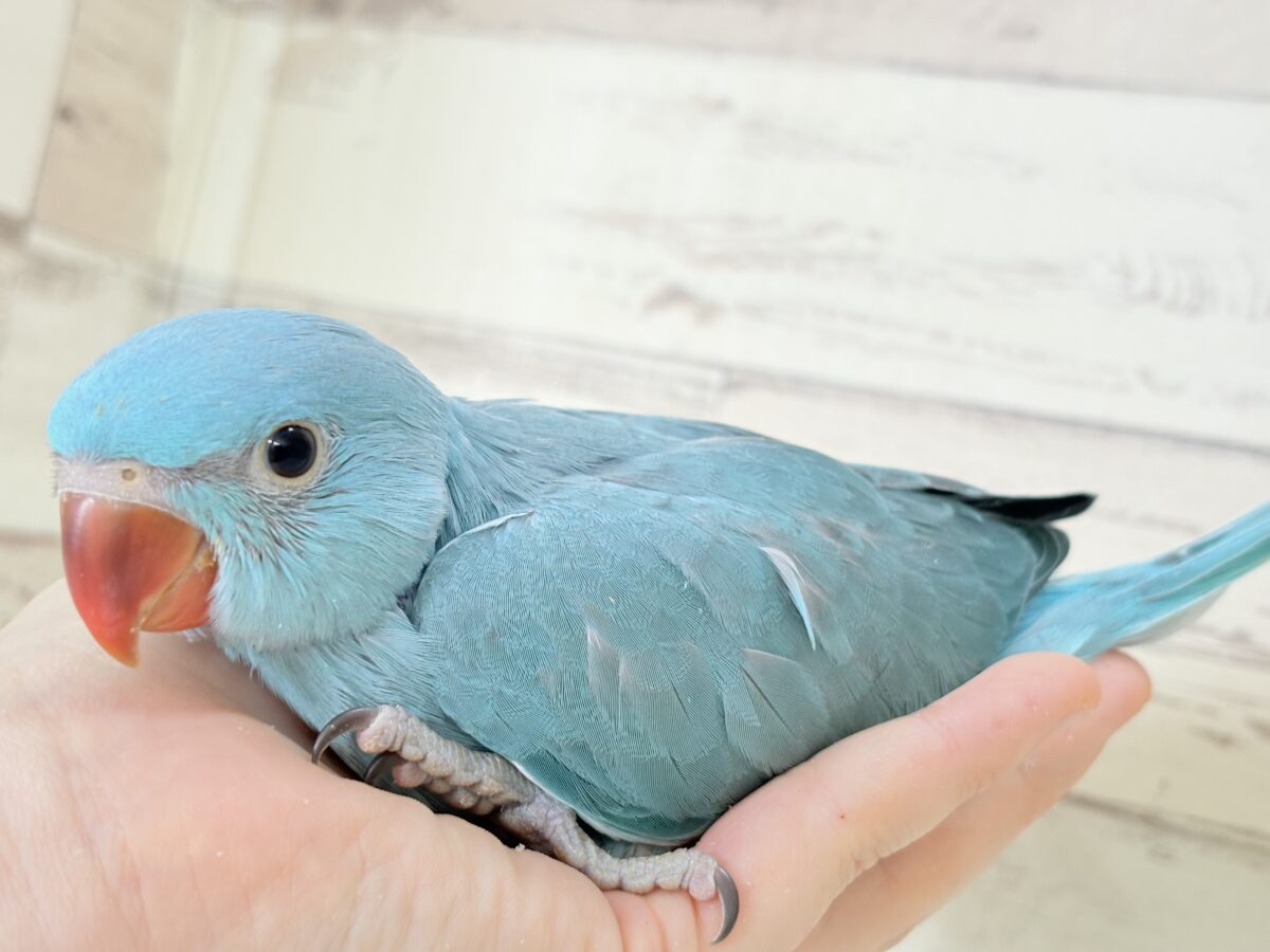 ヒナヒナフォルムはドラ〇もん!?🔔🩵ワカケホンセイインコ(ブルー) 男の子 ヒナ ワカケホンセイインコ(月の輪インコ)