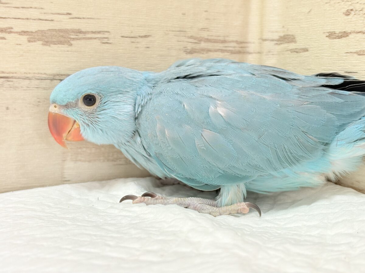 ヒナヒナフォルムはドラ〇もん!?🔔🩵ワカケホンセイインコ(ブルー) 男の子 ヒナ ワカケホンセイインコ(月の輪インコ)