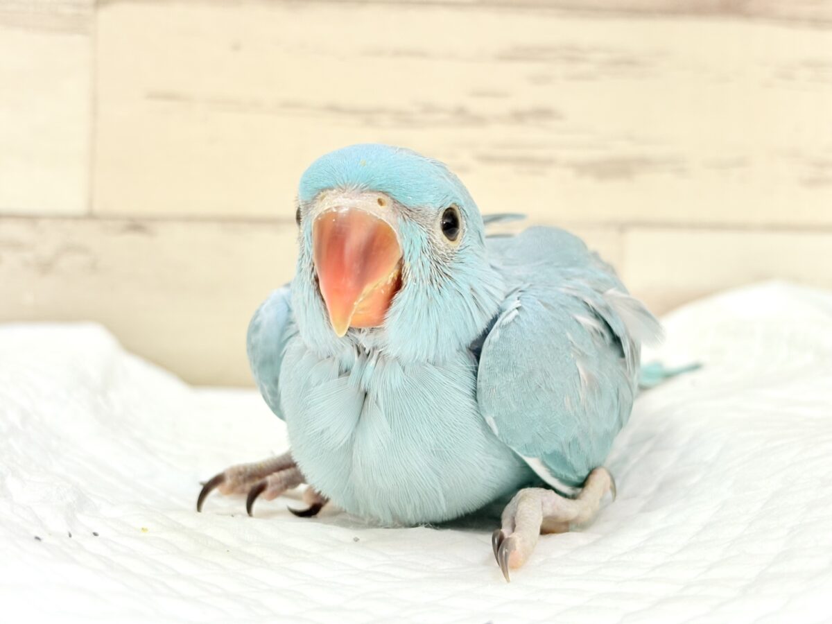 ヒナヒナフォルムはドラ〇もん!?🔔🩵ワカケホンセイインコ(ブルー) 男の子 ヒナ ワカケホンセイインコ(月の輪インコ)