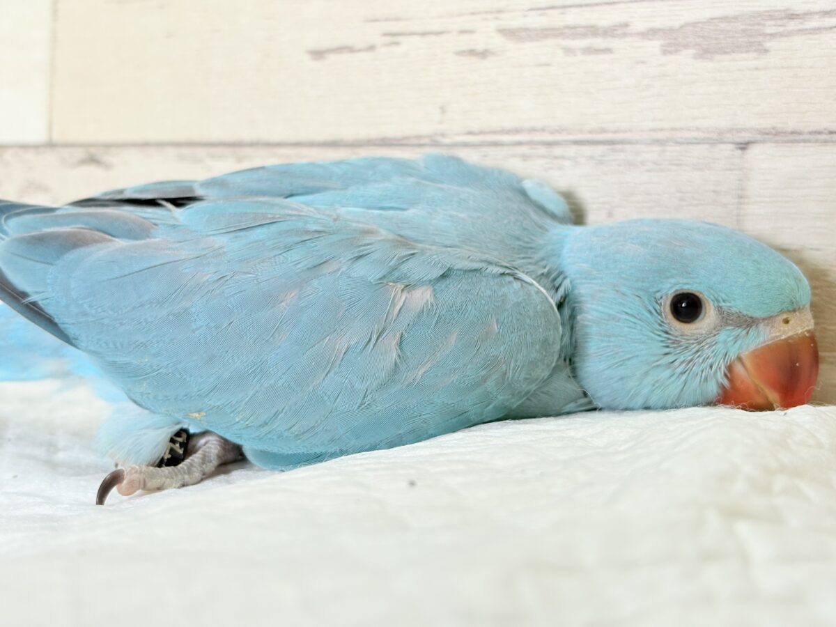 ヒナヒナフォルムはドラ〇もん!?🔔🩵ワカケホンセイインコ(ブルー) 男の子 ヒナ ワカケホンセイインコ(月の輪インコ)