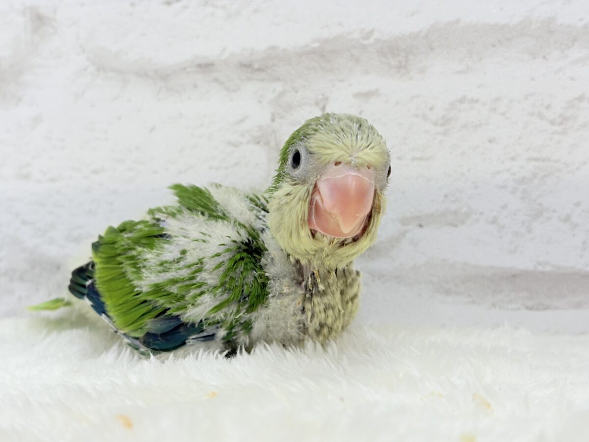 みんなをメロメロにしちゃうぞ🐥💖オキナインコ(グリーン) ヒナ オキナインコ