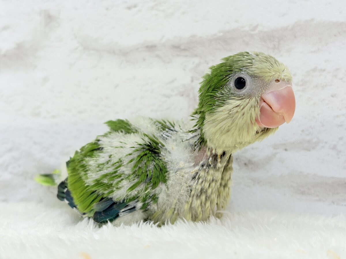 オキナインコ