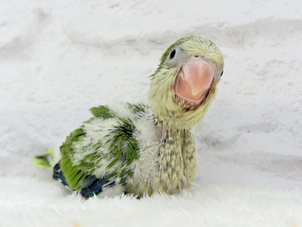 みんなをメロメロにしちゃうぞ🐥💖オキナインコ(グリーン) ヒナ オキナインコ