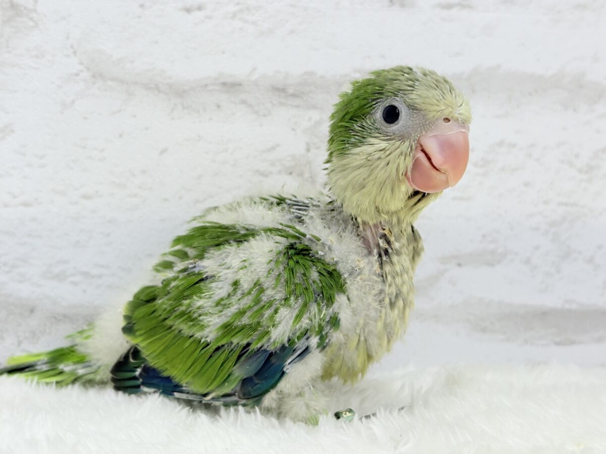 みんなをメロメロにしちゃうぞ🐥💖オキナインコ(グリーン) ヒナ オキナインコ