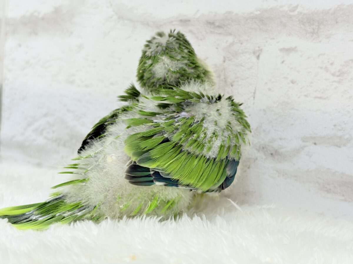 オキナインコ